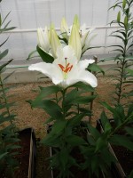 [5327 Sambuca VWS No02.JPG]